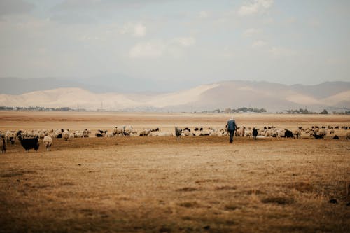 Person Walking on a Brown Grass Field