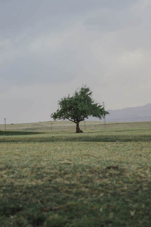 A Tree in the Grass Land