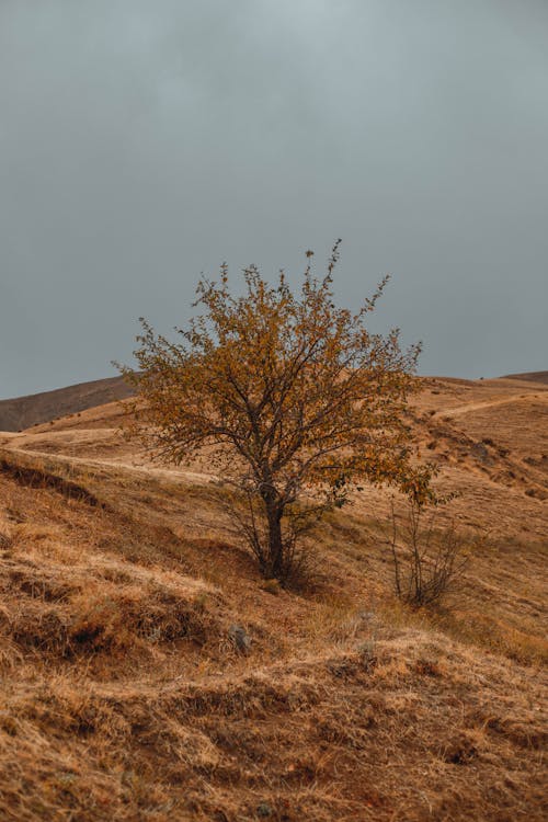 A Lone Tree on the Hillside