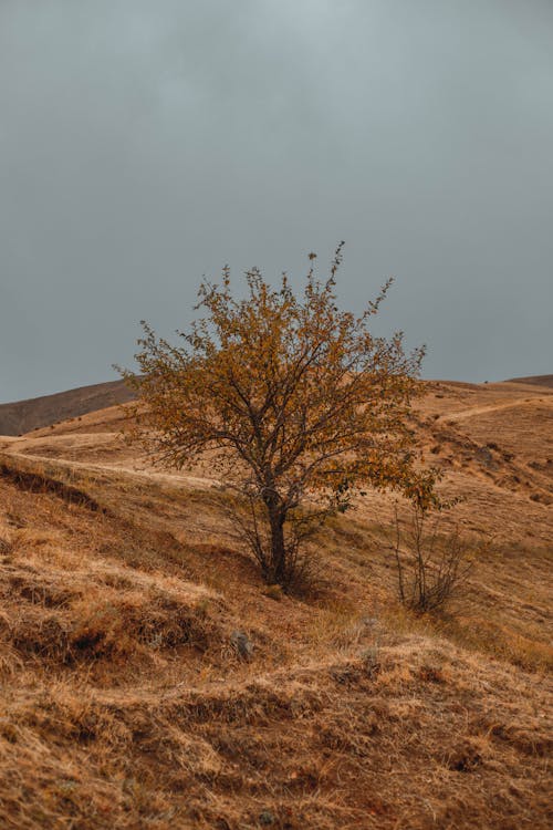 Photos gratuites de arbre, arbuste, colline