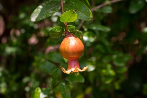 Kostnadsfri bild av granatäpple, gren, lantbruk