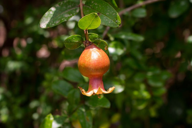 Unripe Pomegranate Growing On Branch