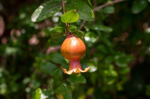 Free Close-up of an unripe pomegranate growing on a lush green branch outdoors. Stock Photo