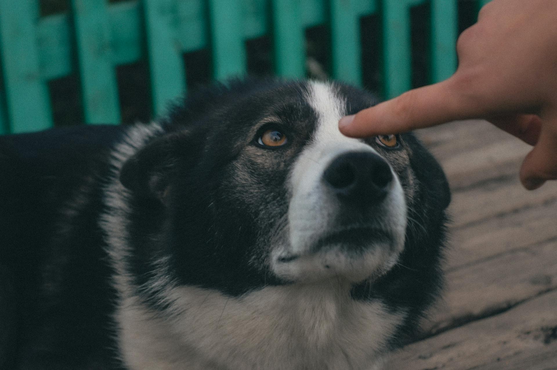 Close Up Photo of a Dog