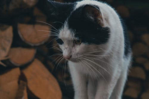 Close-up Shot of a Black and White Cat