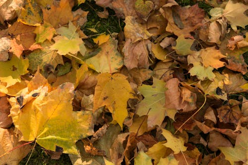 Close-Up Shot of Fallen Leaves