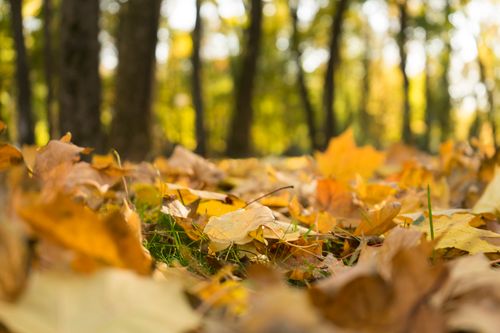 Free Colorful autumn leaves scattered on the forest floor in a serene outdoor park setting. Stock Photo