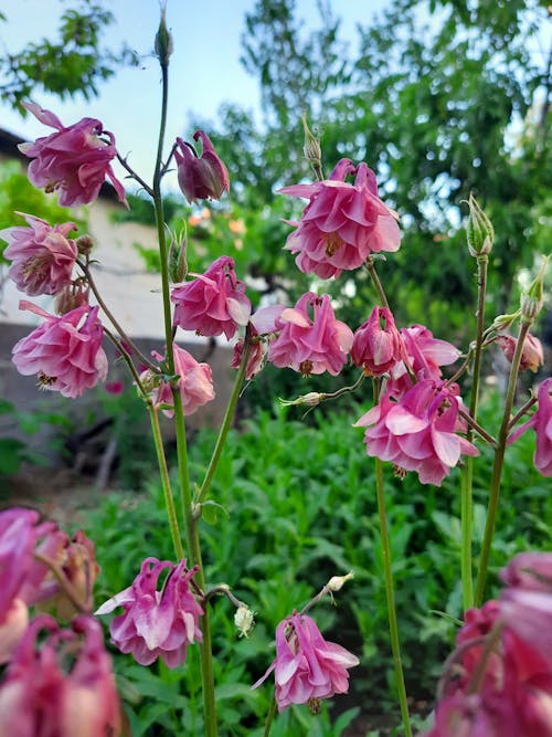 Pink Flowers in the Garden