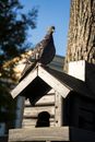 Gray and Black Bird on Brown Wooden Bird House