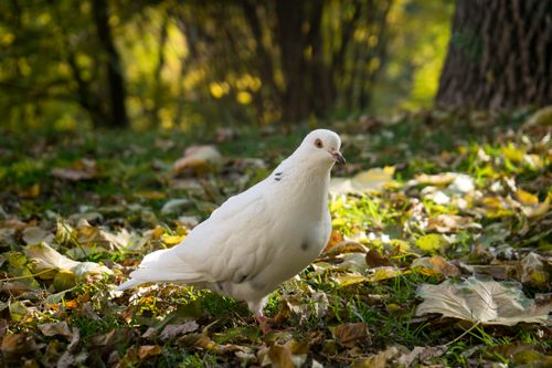 Free Captivating white dove standing on autumn leaves in a serene park setting. Stock Photo