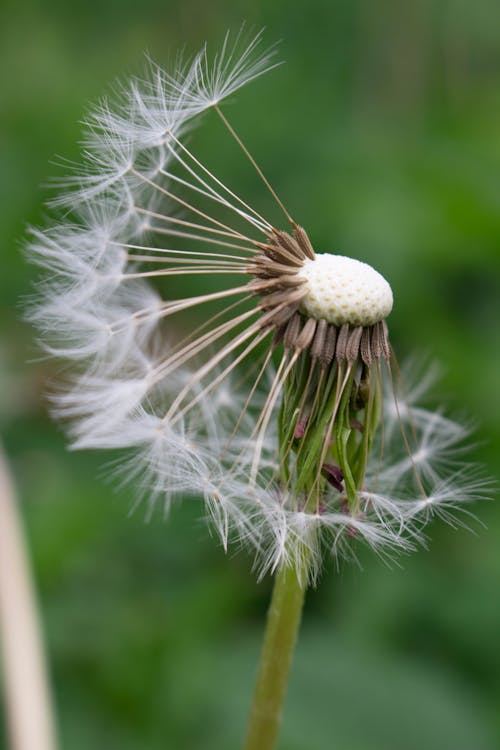 Close-Up Shot of a Dandelion 