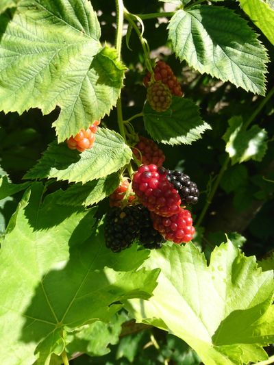 Ripening blackberries on a bramble — fatma benli on Pexels