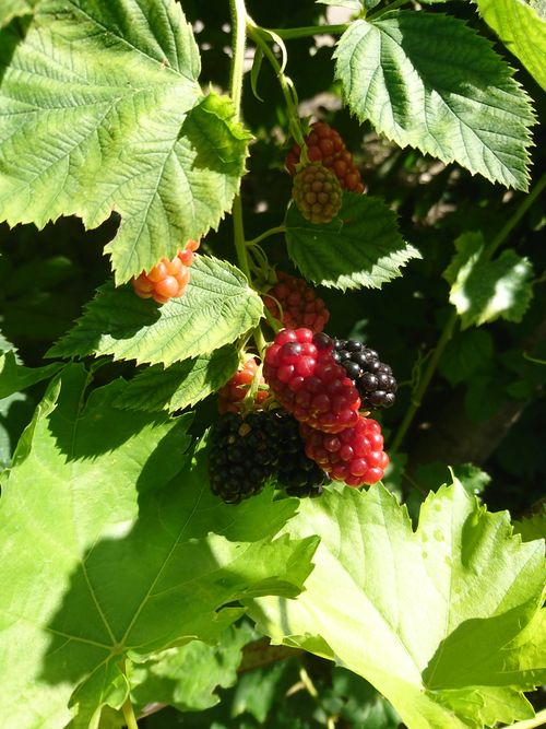 Brambles Photos, Download The BEST Free Brambles Stock Photos & HD Images