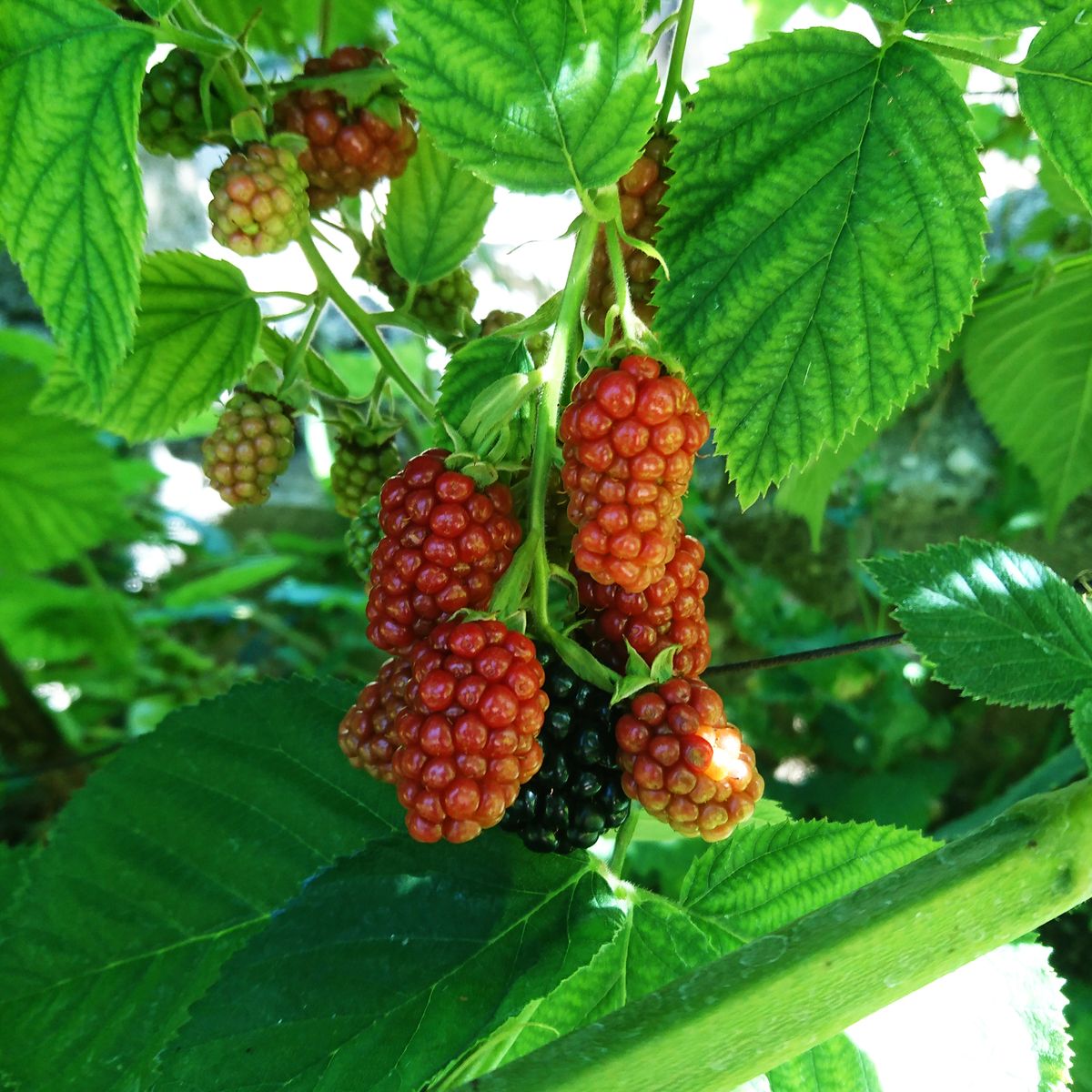 Tayberry fruit