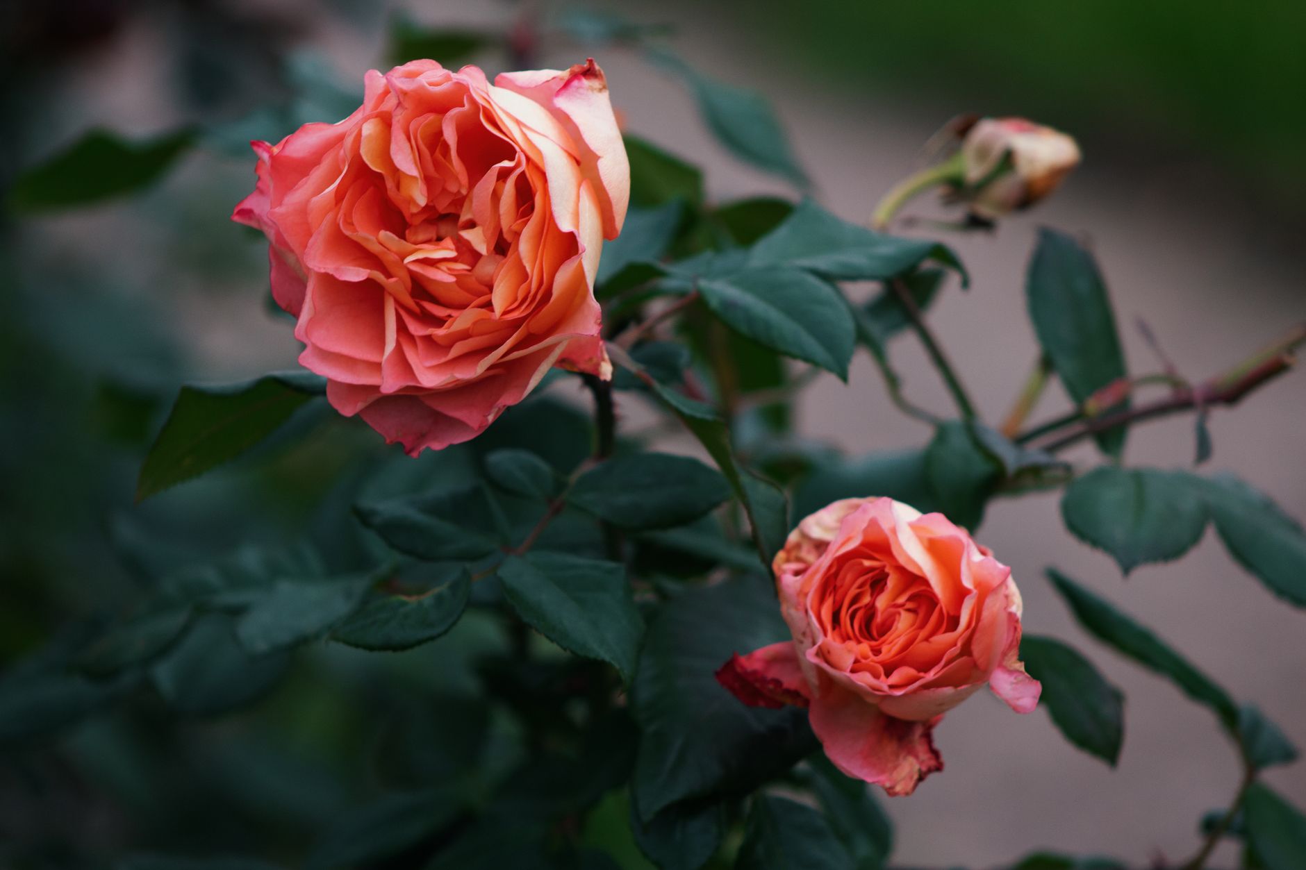 Close-up of blooming pink roses in a Moscow garden during summer.