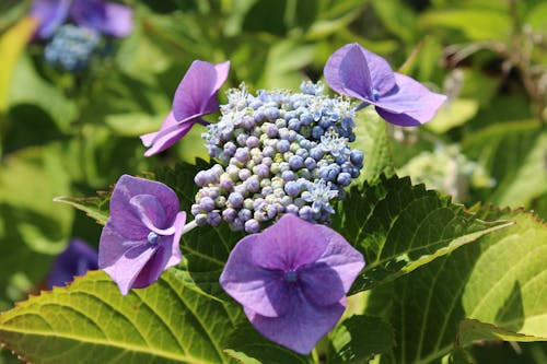 Foto profissional grátis de atraente, botânico, botões de flores
