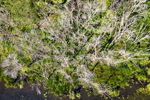 
An Aerial Shot of a Forest with Deciduous Trees