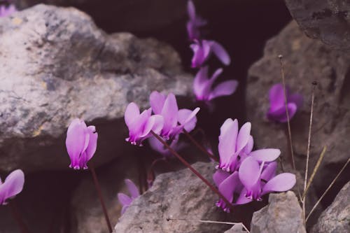 Fotobanka s bezplatnými fotkami na tému cyklámen perský, flóra, purpurové kvety
