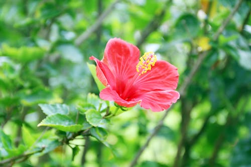 Ingyenes stockfotó hibiscus rosa sinensis, közelkép, növényvilág témában Stockfotó