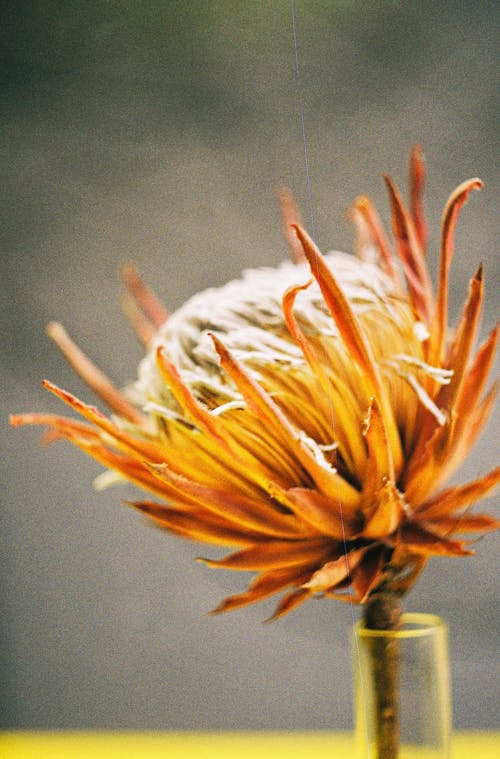 Single Dried Flower