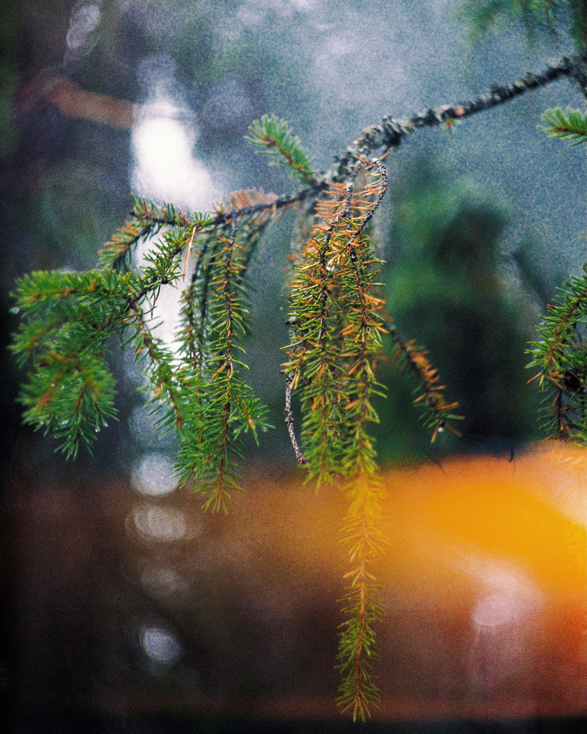 Close-up of an evergreen branch with bokeh and warm colors, depicting a tranquil outdoor scene.