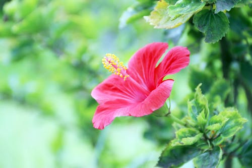 Free Close Up Shot of a Hibiscus Flower Stock Photo