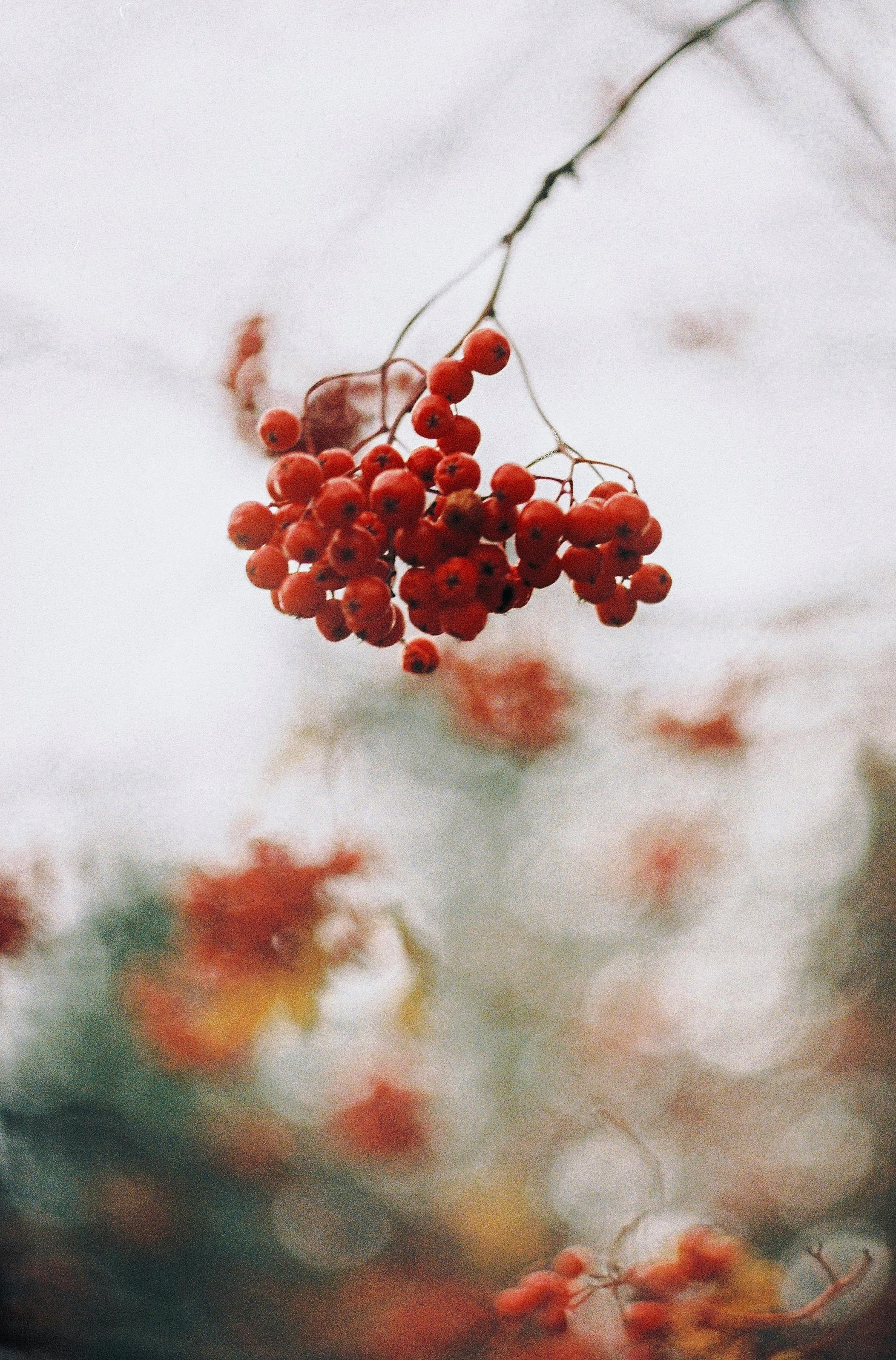 close up of red rowanberries on branch