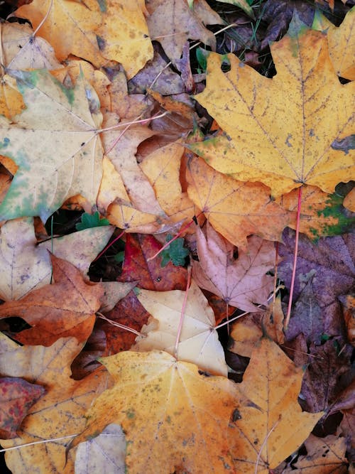 Free Maple Leaves on the Ground Stock Photo
