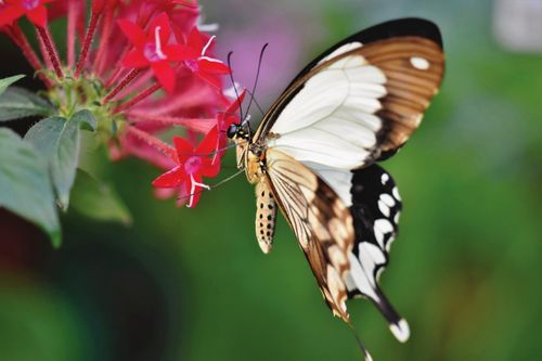 Free Close-up of a butterfly perched on vibrant red flowers, showcasing intricate wing patterns and nature's beauty. Stock Photo