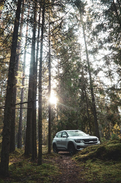 Free White Suv in the Middle of Forest Stock Photo