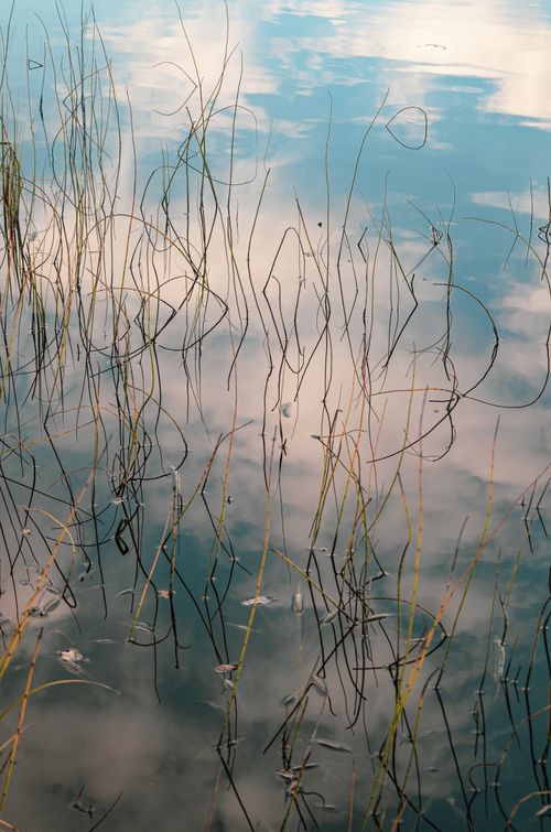 Free Sky reflected in tranquil water with delicate grass reeds forming a poetic, natural scene. Stock Photo
