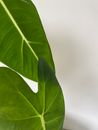 Green Leaves in Close Up Photography