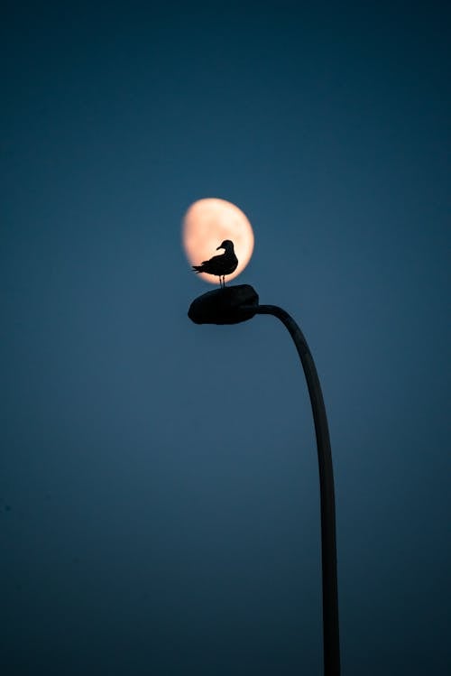 Free Bird Perching on Street Light Against Moon Stock Photo
