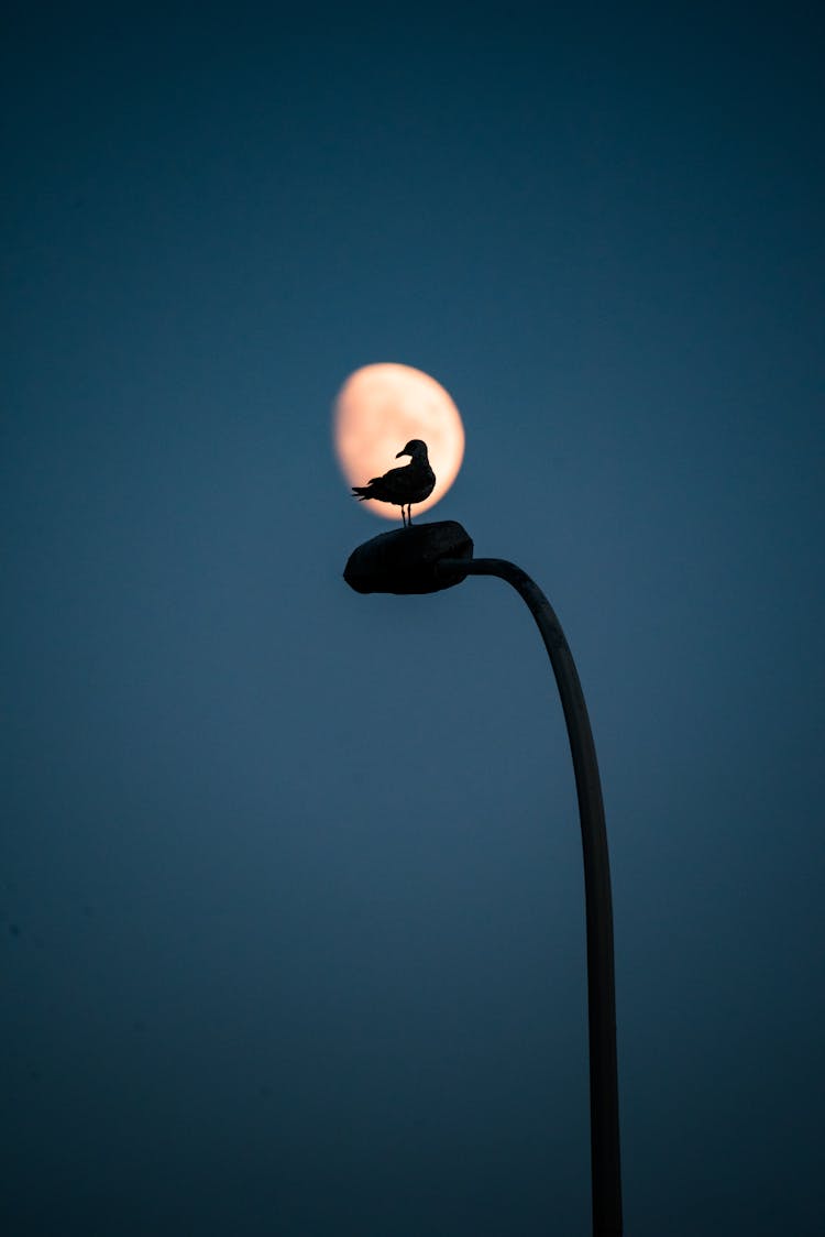 Bird Perching On Street Light Against Moon