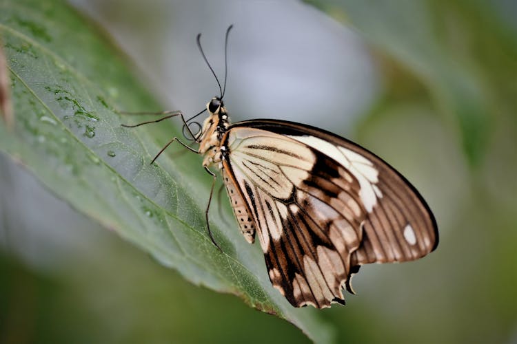 Butterfly With White Brown Wings Sitting On Green Leaf