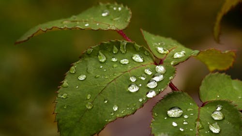 Бесплатное стоковое фото с зеленые листья, капельки воды, капли дождя
