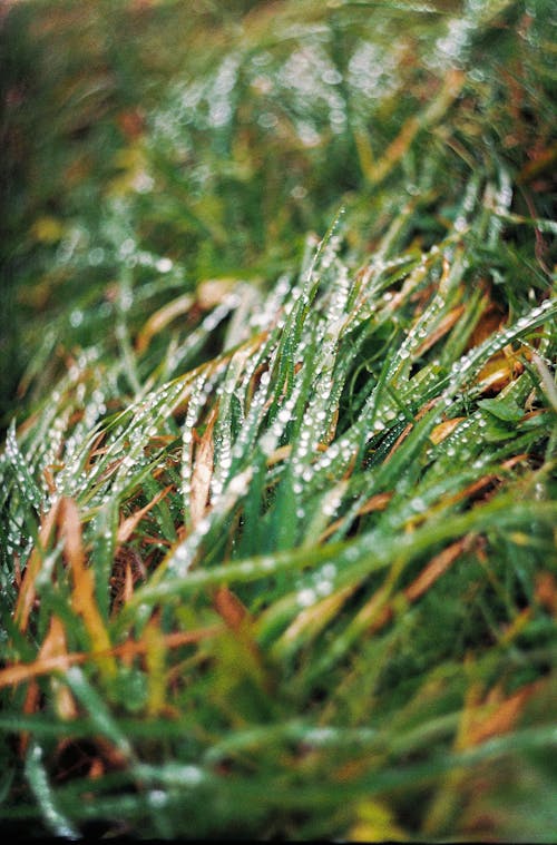 Wet Green Grass in Close Up Photography