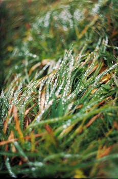 Close-up of lush, dew-covered grass blades glistening after a rain shower.