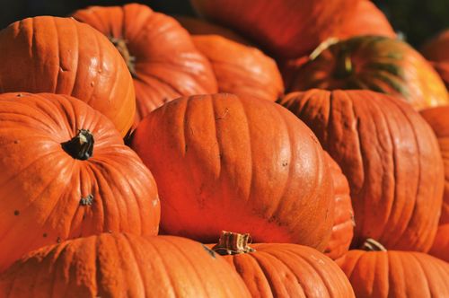 Free Close-up of vibrant pumpkins basking in warm autumn sunlight, perfect for fall themes. Stock Photo