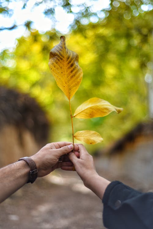 Person Holding Yellow Leaves