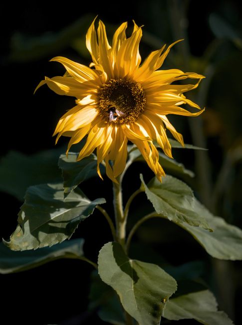 Bright yellow sunflower bloom contrasting against a dark background, showcasing detailed petals and leaves.