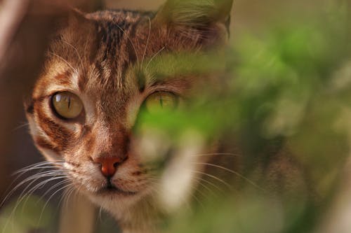 бесплатная Выборочная фокусировка фото коричневой полосатой кошки Стоковое фото