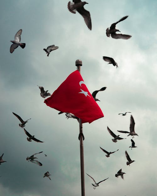 Flock of Birds Flying Around Turkish Flag on Mast