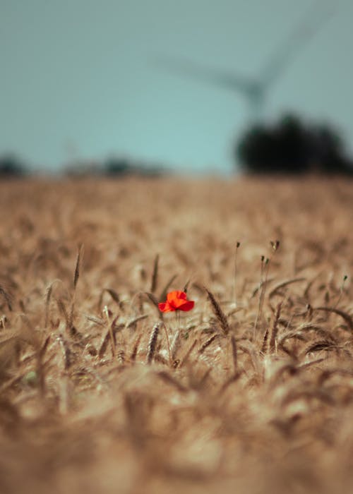 Free Red Poppy Flower on a Brown Wheat Field Stock Photo
