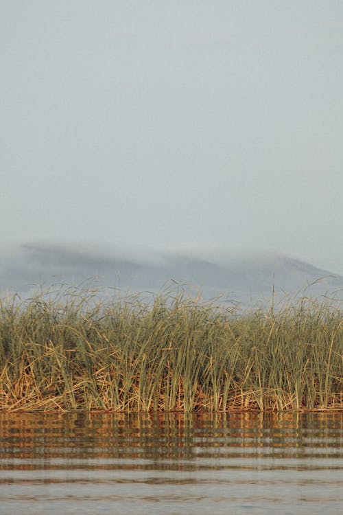 Photo of Green Grass Near Water