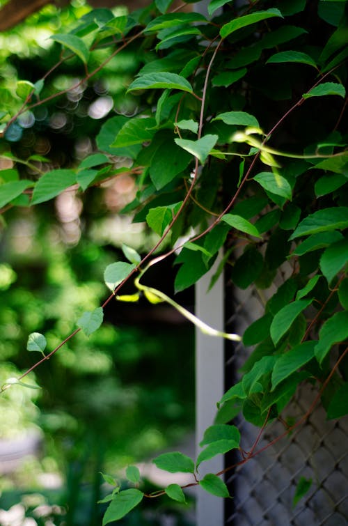 나뭇잎, 덩굴, 수직 쐈어의 무료 스톡 사진