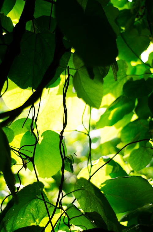 나뭇잎, 성장, 신선의 무료 스톡 사진