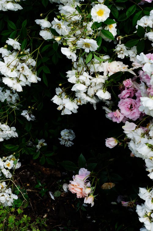 꽃, 섬세한, 수직 쐈어의 무료 스톡 사진