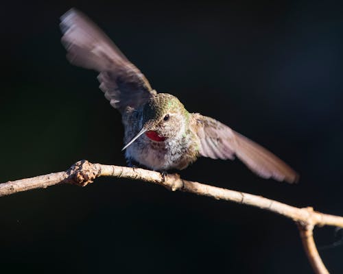 Close-Up Photograph of a Hummingbird Flapping It's Wings