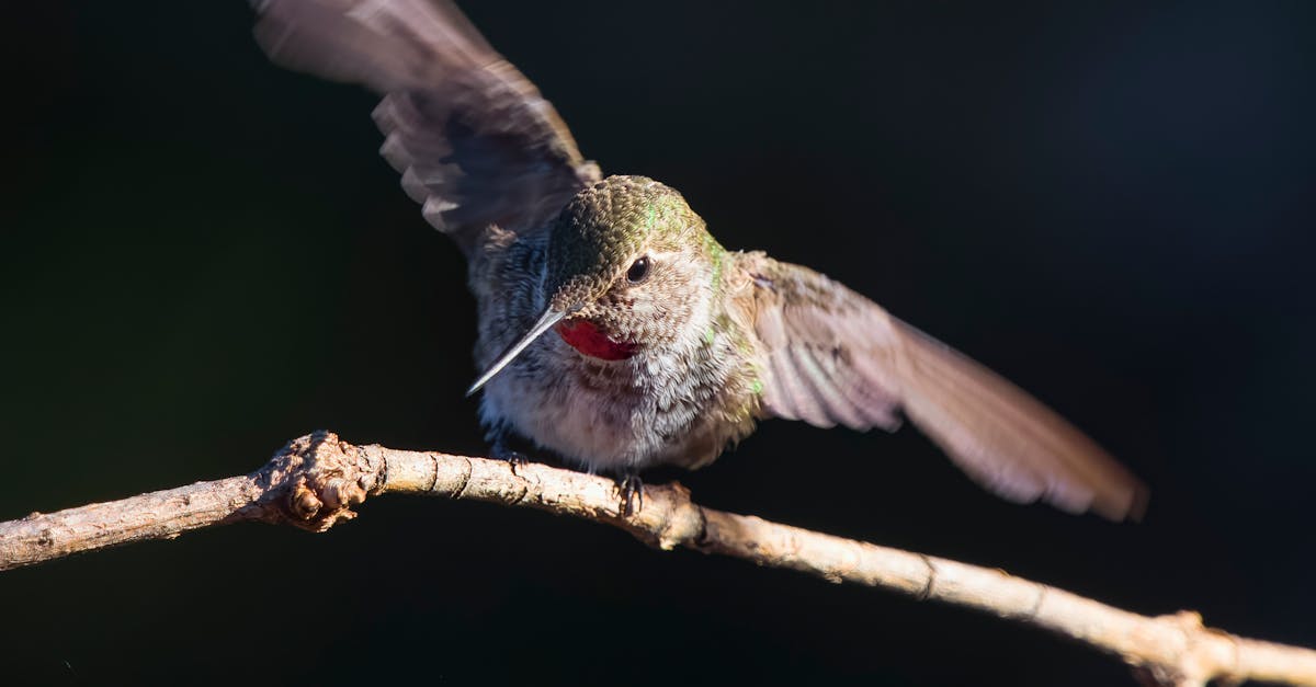 How fast do hummingbirds wings flap per minute